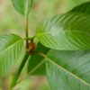 Red Bali Kratom - Image 2