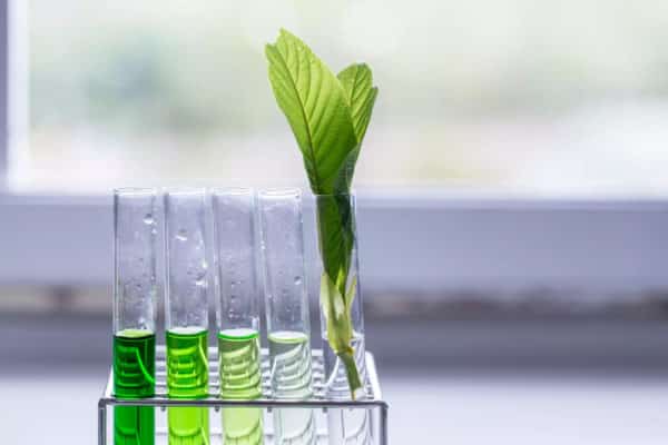 Read more about the article A easy illustrated guide on lab testing Kratom