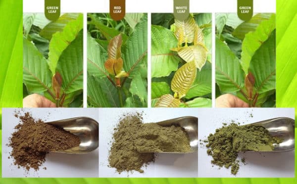 Read more about the article What Causes Kratom Color and Taste to Vary?