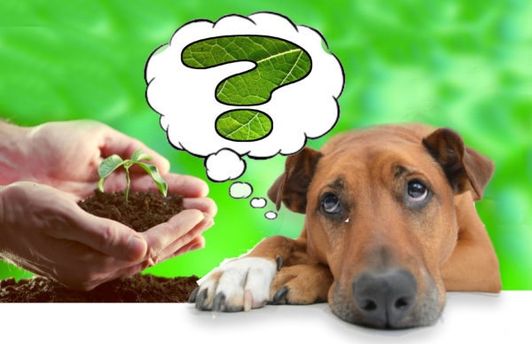 Read more about the article Kratom For Dogs?