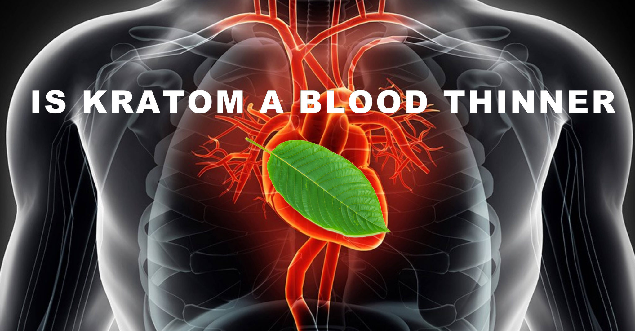 Is Kratom a Blood Thinner? LEAF OF LIFE BOTANICALS