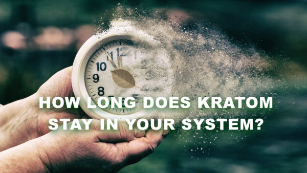 Read more about the article How Long Does Kratom Stay in Your System?