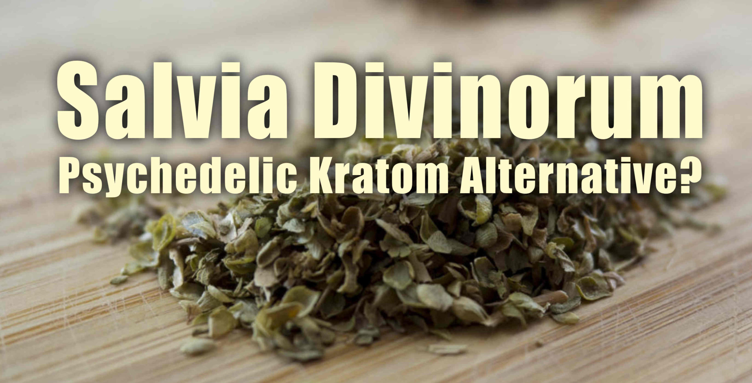 You are currently viewing Salvia Divinorum, Psychedelic Kratom Alternative?