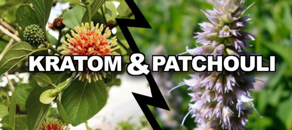 Read more about the article Kratom and Patchouli