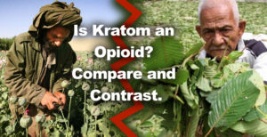 Is Kratom an Opioid? Compare and Contrast.