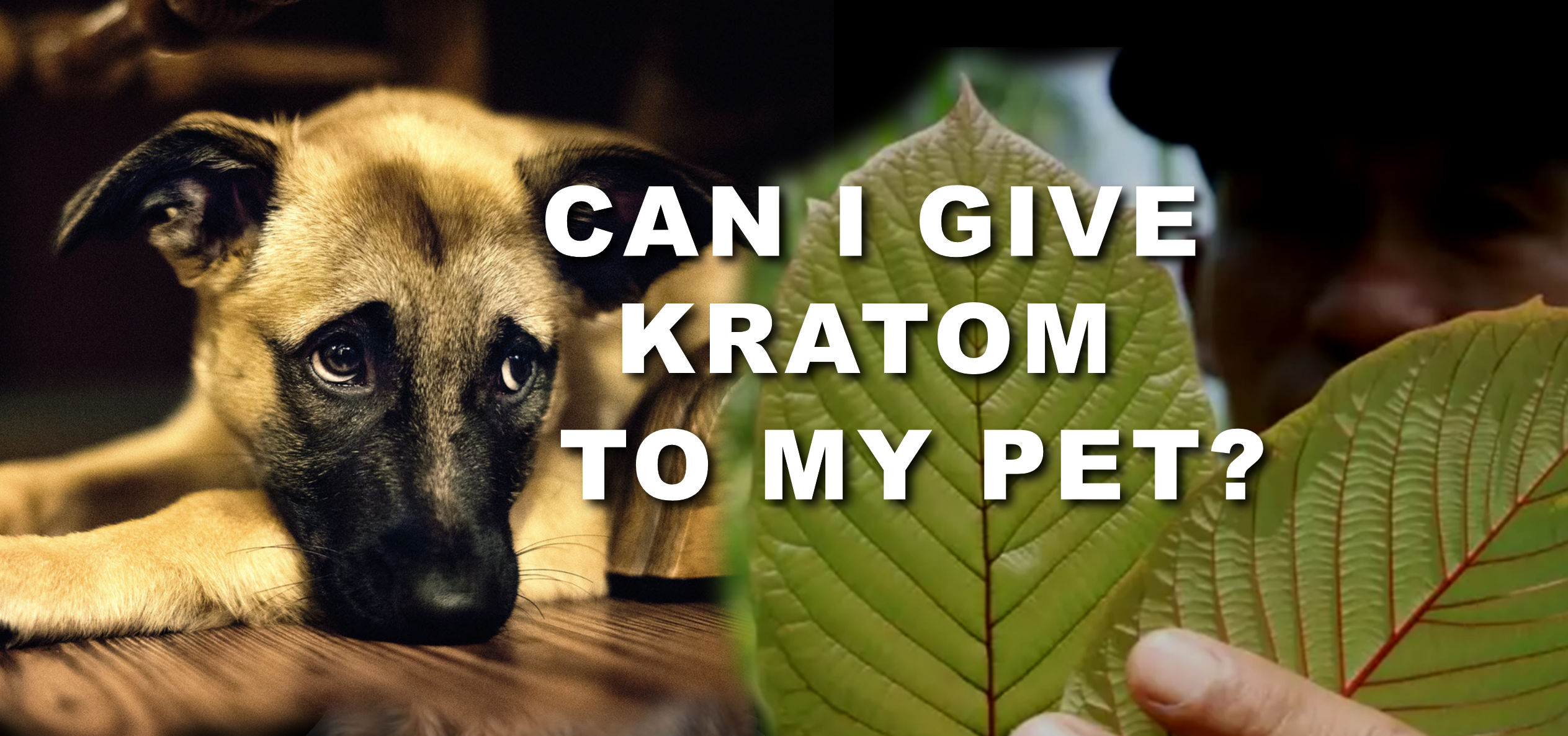 You are currently viewing Can I Give Kratom to My Pets?
